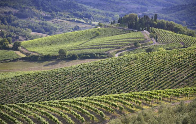 Chianti Classico, huile d'olive AOP et vin AOC: aperçu des tendances et productions 2022