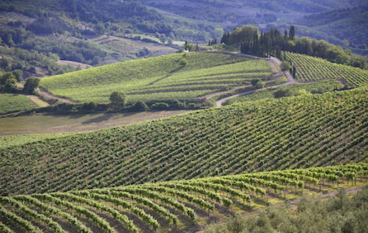 Chianti, une récolte 2023 prometteuse