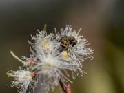 Rapport de la FAO : la perte de biodiversité agricole mène notre système alimentaire à l'effondrement 