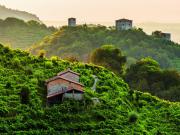 Les collines du prosecco reconnues par l'UNESCO