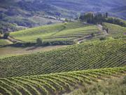 Chianti Classico, huile d'olive AOP et vin AOC: aperçu des tendances et productions 2022