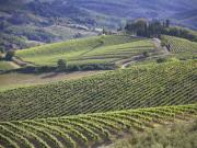 Chianti Classico 2023, une excellente récolte pour le vin et l'huile d'olive AOP
