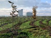 Agugiaro e Figna Molini, l'entreprise leader de la mouture du blé tendre en Italie