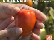 Tomato SAUCE souhaite  promouvoir la durabilité des tomates européennes