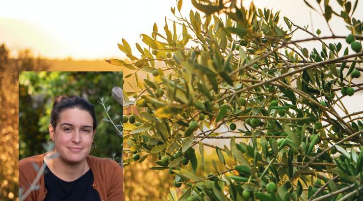 Huiles d'olive d'Italie : DOP et IGP pour la garantie