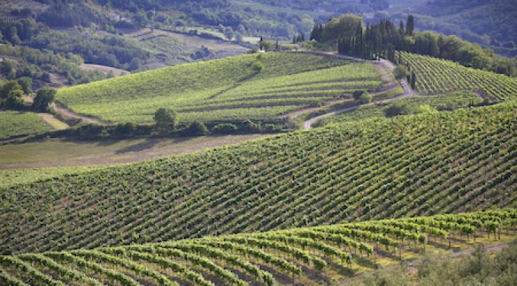 Chianti, une récolte 2023 prometteuse